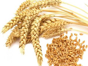 خرید فروش عمده گندم